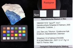 Foto (Objket + Etiketten) von Galatheoidea indet. 